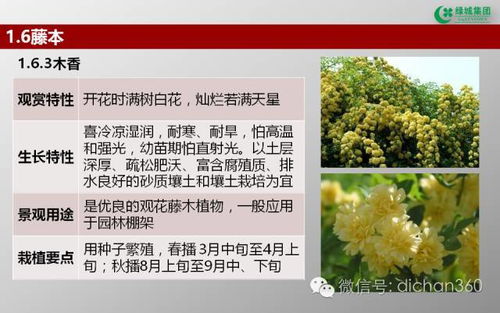 綠城集團園林軟景苗木圖譜 全套