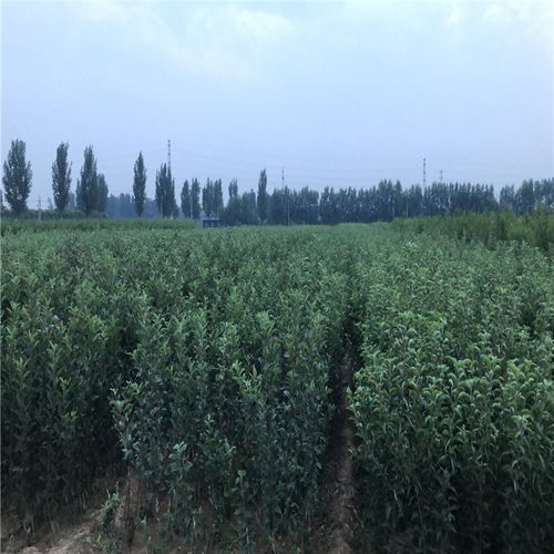 華玉蘋果苗購買 華玉蘋果苗基地