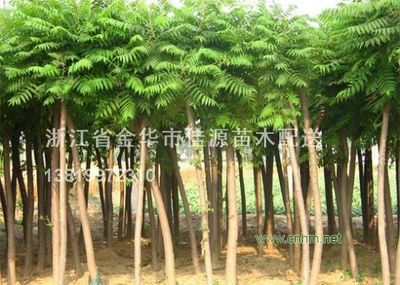 火炬樹-浙江省金華市佳源苗木配送 br/ (原小黑苗木配送)(產(chǎn)品圖片)-產(chǎn)品庫-中國花木網(wǎng)