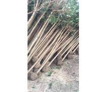 【常年供應紫竹苗鎮宅紫竹象征紫氣東來庭院種植量大優惠】沭陽永春花卉苗木場 - 產品庫